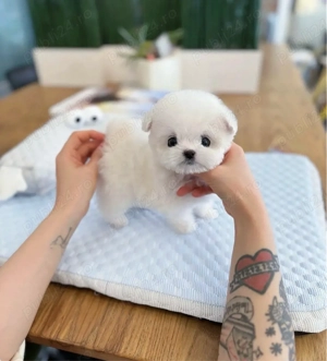 Bichon Maltez Mini Toy  - imagine 2