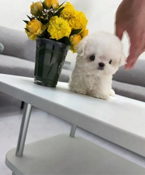 Bichon Maltez Mini Toy  - imagine 2