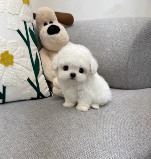 Bichon Maltez Mini Toy  - imagine 4