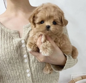Maltipoo Caniche Pudel mini toy 