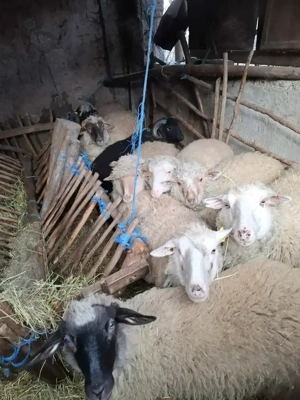 Vand oi  tinere tigai.