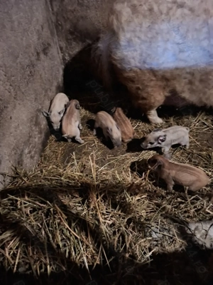 Vand untura de porc mangalita