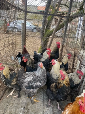 Cocosi tineri - imagine 3