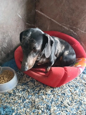 Mascul Teckel  Arlechin  - imagine 3