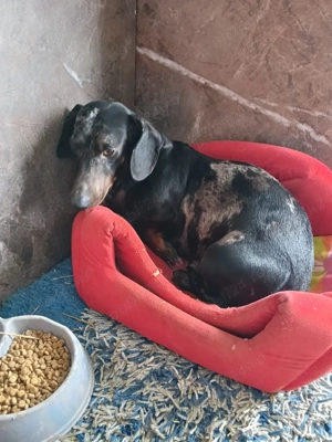 Mascul Teckel  Arlechin  - imagine 2