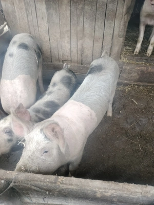 Grăsuni , Stejari  - imagine 4