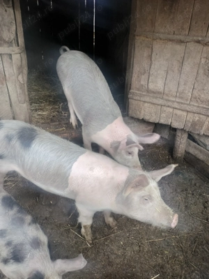 Grăsuni , Stejari  - imagine 3