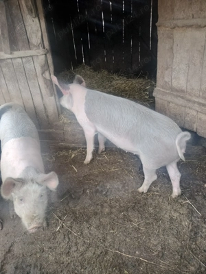 Grăsuni , Stejari  - imagine 2