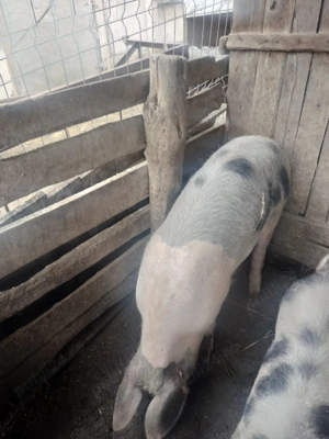 Grăsuni , Stejari  - imagine 5