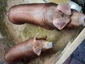 Scroafe duroc pentru reproductie - imagine 2