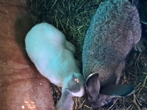 Uriaș de Transilvania  - imagine 5