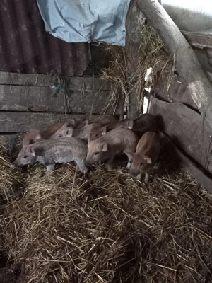 Purcei Mangalița  - imagine 3