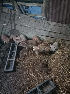 Purcei Mangalița  - imagine 4