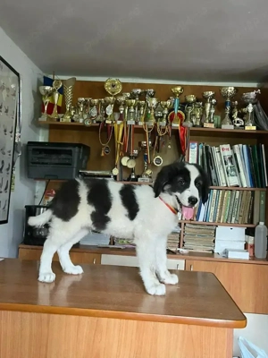 Ciobanesc de Bucovina De Vanzare