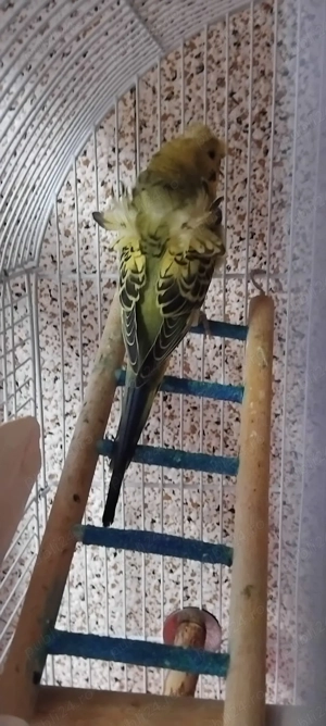 Peruși hogoromo schimb - imagine 4