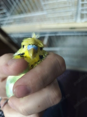 Peruși hogoromo schimb - imagine 2