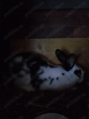 Vând iepuri fluture german și uriaș german negru  - imagine 2