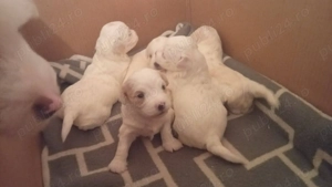 De vânzare bichoni maltez 