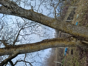 Vând  NUC , pentru prelucrat cherestea.