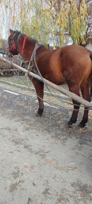 Vand armasar de 3 ani