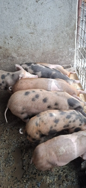 purcei de vânzare - imagine 2