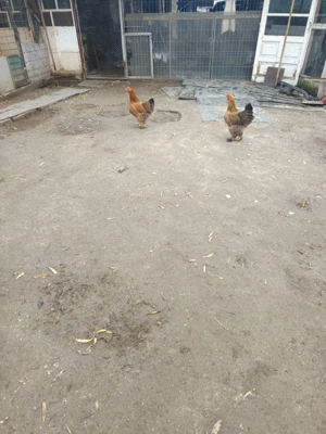 vând schimb toate sunt de 2025  - imagine 4