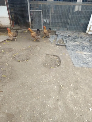 vând schimb toate sunt de 2025  - imagine 5