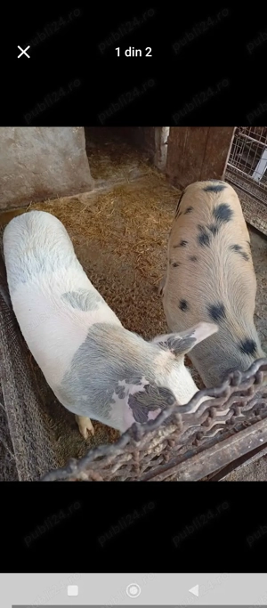 Vând doi porci de carne