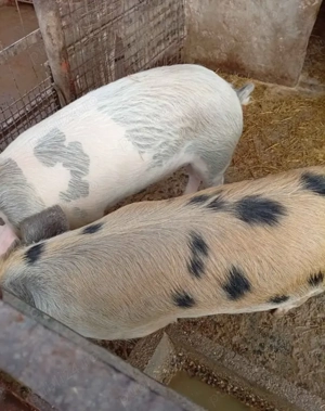 Vând doi porci de carne - imagine 3