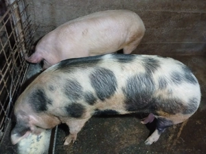 Porci pt sacrificare, DISPONIBILE 2 buc