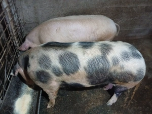 Porci pt sacrificare, DISPONIBILE 2 buc - imagine 2