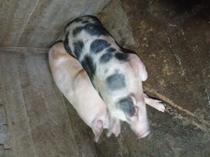 Porci pt sacrificare, DISPONIBILE 2 buc - imagine 3