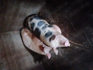 Porci pt sacrificare, DISPONIBILE 2 buc - imagine 5