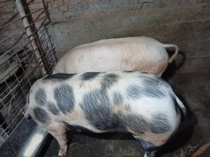 Porci pt sacrificare, DISPONIBILE 2 buc - imagine 4