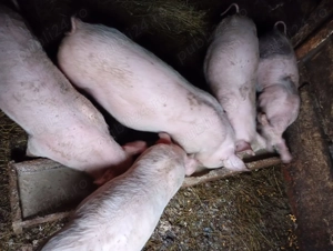 Grasunii marele alb - imagine 2