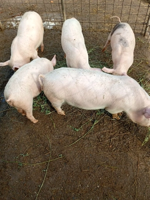 Grasunii marele alb - imagine 4