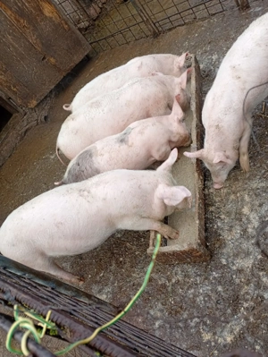 Grasunii marele alb - imagine 3