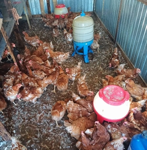 gaini de vanzare  - imagine 3