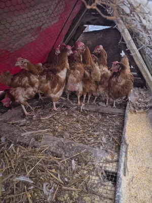 gaini de vanzare  - imagine 2