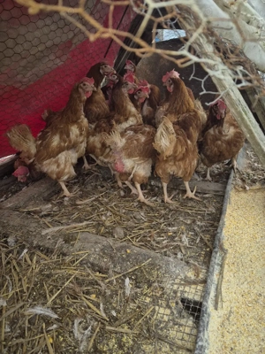 gaini de vanzare  - imagine 4