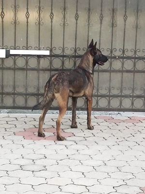 Caine mascul, Ciobanesc Belgian Malinois - imagine 2