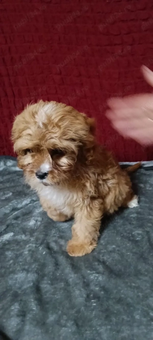 Catel Cavapoo - imagine 3