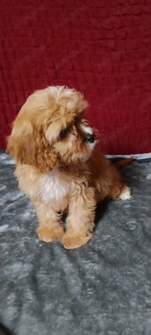 Catel Cavapoo - imagine 4