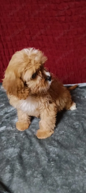 Catel Cavapoo - imagine 2