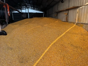 porumb cules in toamna 