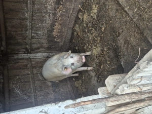 Vând porc 180 kg - imagine 3