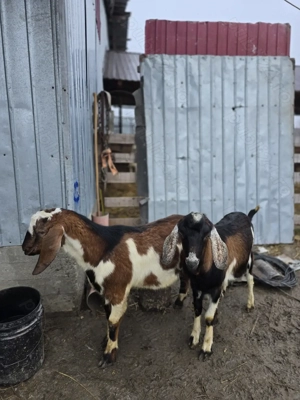 Vand sau schimb tapi anglo-nubian de 10 luni - imagine 3