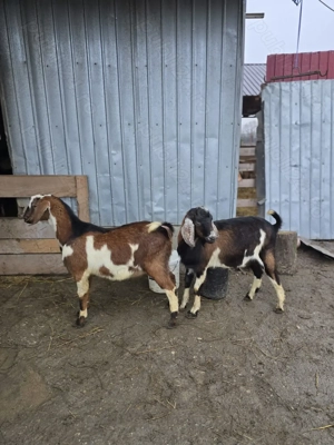 Vand sau schimb tapi anglo-nubian de 10 luni - imagine 5