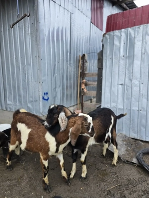 Vand sau schimb tapii anglo-nubieni de 7 luni si 10 luni