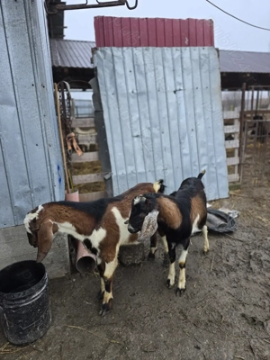 Vand sau schimb tapi anglo-nubian de 10 luni - imagine 4